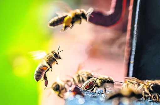Im Schwarzwald-Baar-Kreis ist die Bienenseuche Amerikanische Faulbrut ausgebrochen. Foto: Frank Rumpenhorst/dpa/Frank Rumpenhorst