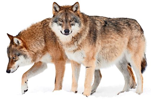 Wildtierbiologe Peter Sürth sagt, dass ein Wolf  auch mit zehn oder elf Jahren noch topfit sein könnte. Foto: ©Ana Gram - stock.adobe.com