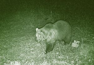 Der Braunbär ist wieder da: Hier wurde er im Oktober in Garmisch-Patenkirchen von einer Wildtierkamera fotografiert. Foto: Bayerisches Landesamt