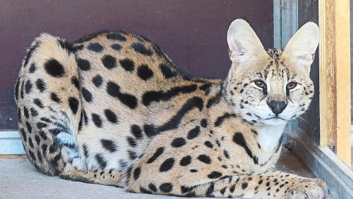 Afrikanische Wildkatze stellt Tierretter vor Probleme