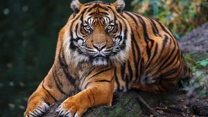 Krebs - Tiger Carlos eingeschläfert