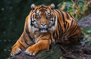 Sumatra-Tiger Carlos musste eingeschläfert werden, nachdem bei ihm Krebs im fortgeschrittenen Stadium festgestellt worden war. Die Raubkatze lebte seit 2006 in der Stuttgarter Wilhelma. Foto: Harald Löffler