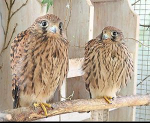 Zwei ausgehungerte junge Falken wurden vor einigen Wochen von Rudi Allgaier aufgenommen. Nun wurden sie wieder in die Freiheit entlassen. Foto: Wölfle