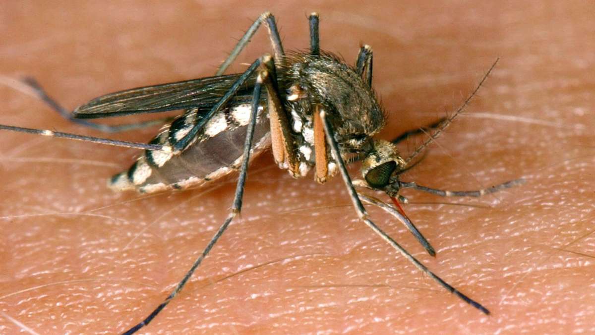 Gefährliche Mücken: Mücken werden als Überträger von Krankheiten immer gefährlicher