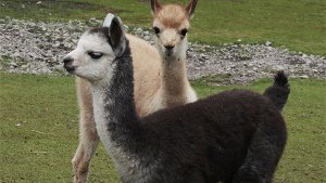 Rito und Fidi bringen Lama-WG auf Trab