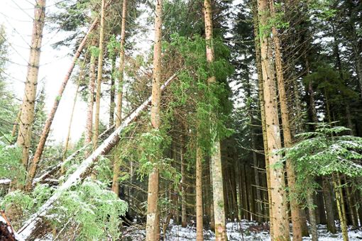 Umgestürzte Bäume wie hier im Röhlinwald zeigen, dass es noch lange nicht sicher ist, durch den Wald zu spazieren. Foto: Kommert