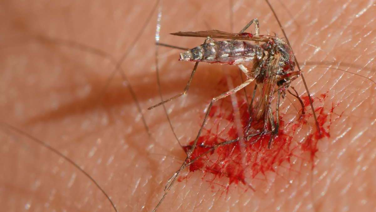 Was hält Mücken fern?