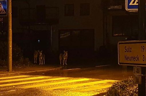 Drei Wolfshunde haben in der Nacht zum Montag in Glatten für Aufregung gesorgt. Laut Polizeisprecher Harri Frank vom Polizeirevier Tuttlingen alamierte ein Anrufer um 1.40 Uhr die Polizei und meldete, dass in Glatten Wölfe unterwegs seien. Zum Artikel Foto: privat