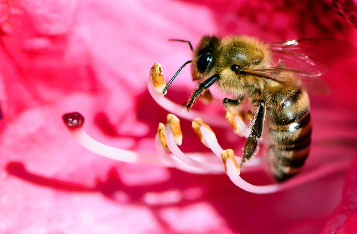 Zu kalt und nass für Honigbienen: Imker in Deutschland bangen um Frühjahrsernte