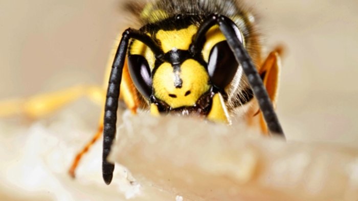 Wespenplage dieses Jahr besonders groß