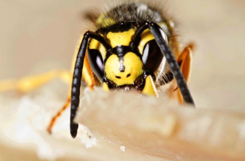 Unterschätzt: Der Stich einer Wespe kann ernsthafte Folgen haben. Foto: dpa