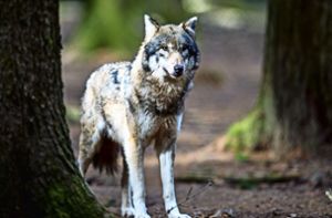 Baden-Württembergs Umweltminister Franz Untersteller (Grüne) will Bad Wildbad noch im Mai zum ersten Wolfsgebiet des Landes erklären.  Foto: dpa