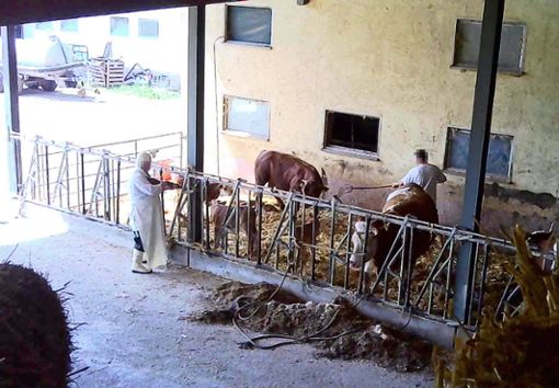 Ausschnitte aus den Videoaufnahmen zeigen schreckliche Szenen. Foto: Tierrechtsorganisation Metzger gegen Tiermord e.V.