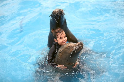 Die fünfjährige Lena Spitz genießt es, wenn die Seelöwen Joe, Tino und Chico mit ihr auf Tuchfühlung gehen. Foto: Eich