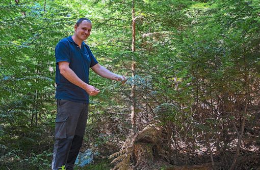 Revierförster Thomas Hingsberg nimmt eine Thuja-Pflanze in Augenschein. Die Lebensbäume scheinen sich im Wildberger Forst stellenweise richtig wohl zu fühlen. Foto: Geisel