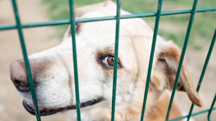 Corona- und Ukraine-Haustiere bringen Tierheim an Grenzen