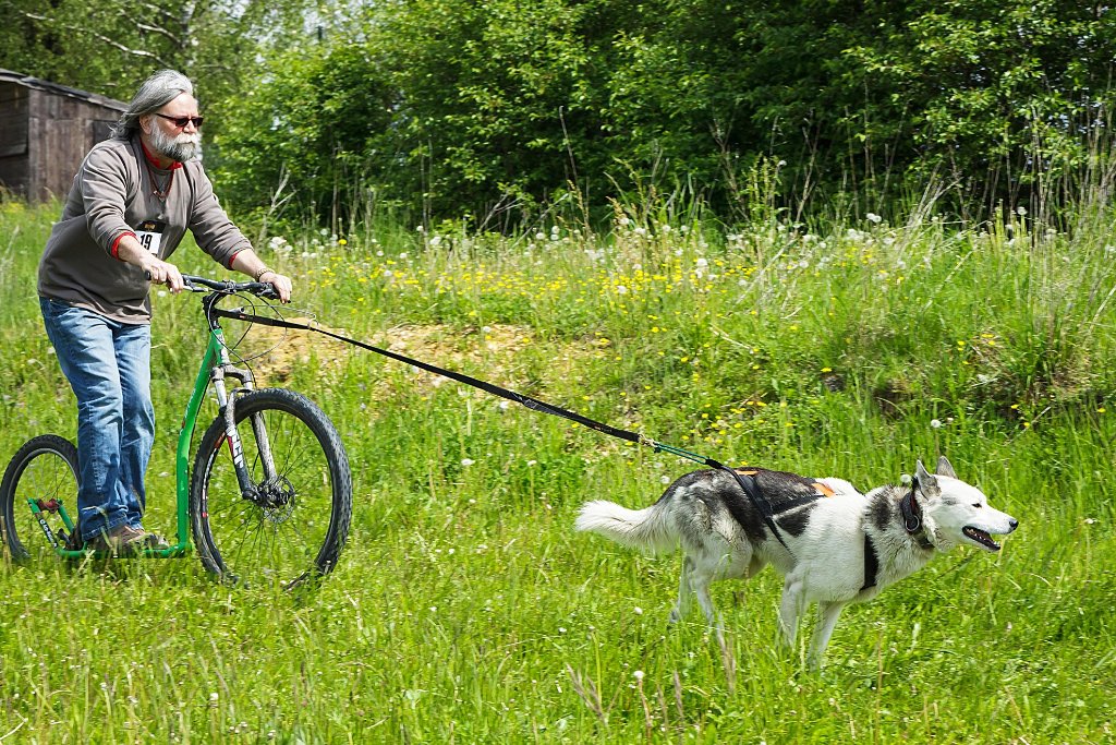 Olaf Pott macht es vor: Schlittenhunde sind auch im frischen Grün äußerst zugkräftig.