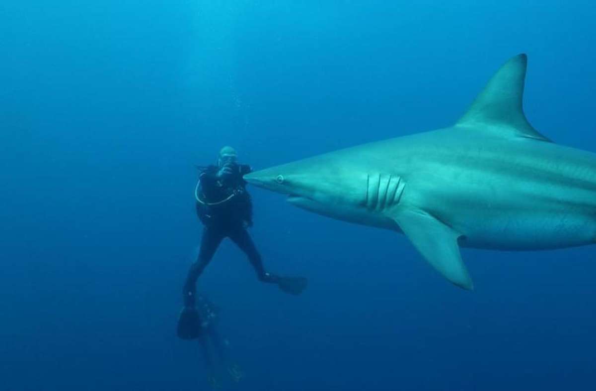 Unzählige Tauchgänge hat Andreas Wilkens in den vergangenen 20 Jahren bereits absolviert und Haie in ihrem natürlichen Lebensraum beobachtet und gefilmt. Foto: Wilkens