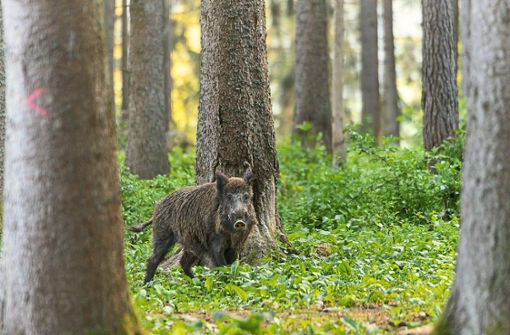 Ein Wildschwein mag Hirschtrüffel. So sind die Tiere der Strahlenbelastung ausgesetzt. Foto: Noah Meinzer/Pixabay