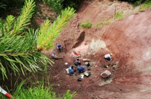 Die Suche nach den Knochen im Dreckhaufen: Am Nordhang des Trosselbachtals bei der Oberen Mühle sind immer wieder Plateosaurier gefunden worden. Warum? Das wollen Forscher herausfinden. Foto: Naturkundemuseum