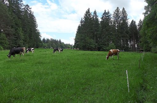 Wo derzeit noch Kühe grasen, sollen im September Kinder spielen: Auf diesem Gelände plant die Stadt St. Georgen einen zweiten Waldkindergarten nach Oberkirnacher Vorbild.  Foto: Moser