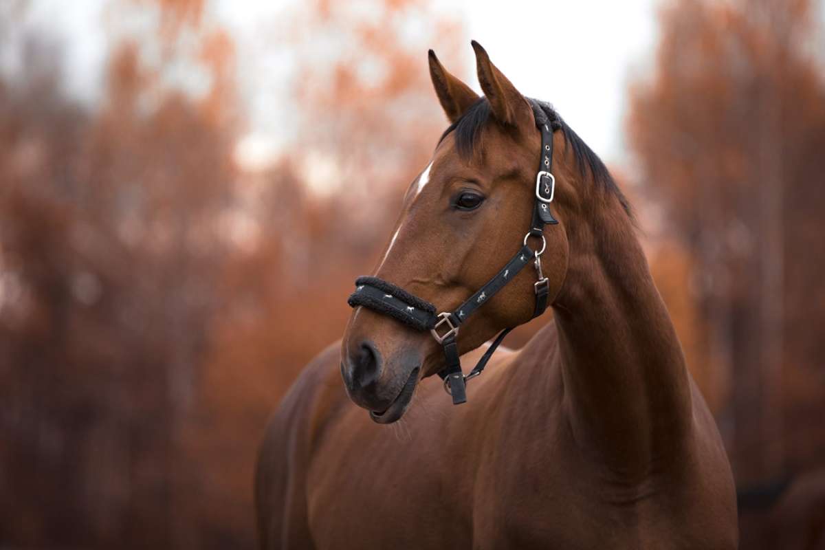 Umstrittenes Projekt: Erneute Debatte um Pferdepension in Waldachtal