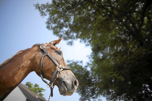 Zehn Artgenossen dieses gesunden Pferdes wurden in einem Engelsbrander Ortsteil völlig vernachlässigt. Foto: sb