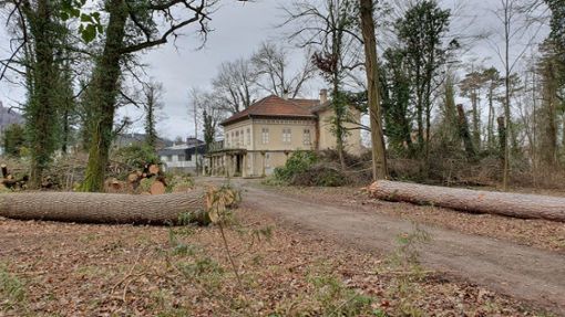 Nicht mehr viele Bäume stehen rund um die Villa Silberburg im südlichen Teil des Hechinger Fürstengartens. (Archivfoto) Foto: Roth