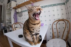 Hausarrest für Katzen  : Was sagt der Tierschutz Rottweil zum Fall Walldorf?