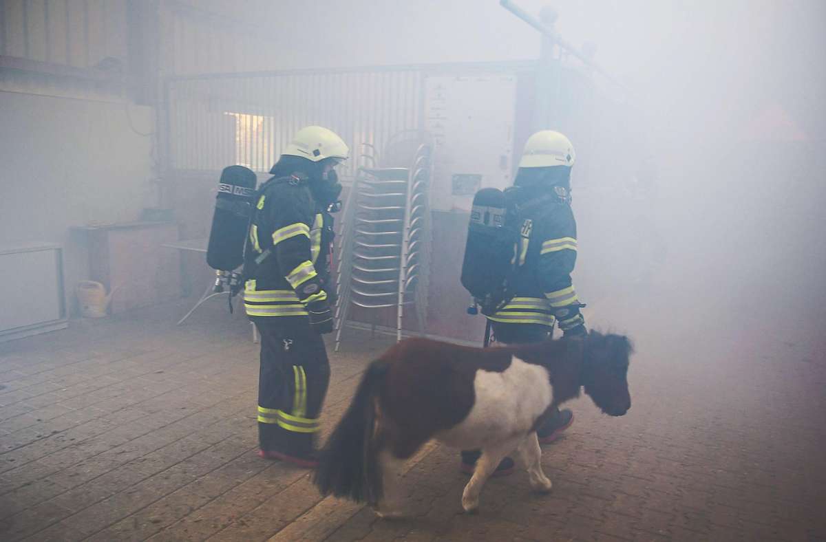 Auch Ponys wurden bei der Übung evakuiert.