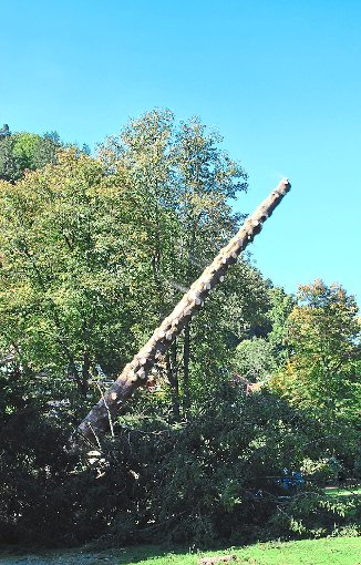 Eine absterbende Fichte im Kurpark Bad Liebenzell wird in zwei Arbeitsabschnitten gefällt: zuerst der Gipfel, dann der übrige Stamm. Foto: Fisel