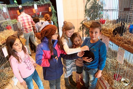 Joschua Link holt gern eines seiner prämierten Tiere aus dem Stall, um es jungen Besuchern zu zeigen. Foto: Bieberstein Foto: Schwarzwälder Bote