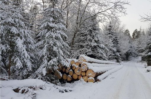 Laut Wirtschaftsplan 2023 sollen im Gechinger Gemeindewald rund 3800 Festmeter Holz geerntet werden. Foto: Tröger