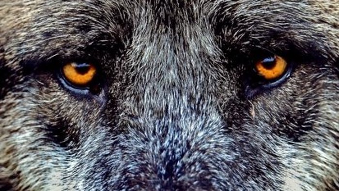 Macht gar ein Wolf Jagd auf Rehwild?