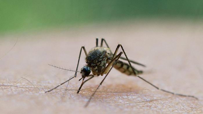 Erste Stechmücken schlüpfen wieder