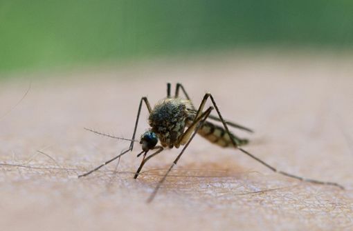 Stechmücken sind bald wieder vermehrt aktiv (Symbolbild). Foto: dpa/Patrick Pleul