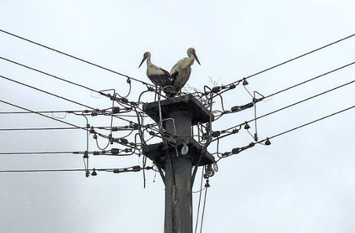 Sind fest mit dem Nestbau auf dem Strommast gegenüber dem Dauchinger Rathaus beschäftigt: Das Storchenpaar macht sich sesshaft in Dauchingen. Foto: Preuß