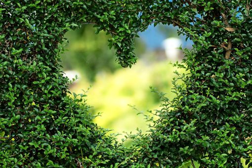 Ein Herz und eine Seele sind Nachbarn häufig nicht. Bei Streitigkeiten geht es oft um Hecken, Sträucher oder Bäume.   Foto: Pixabay