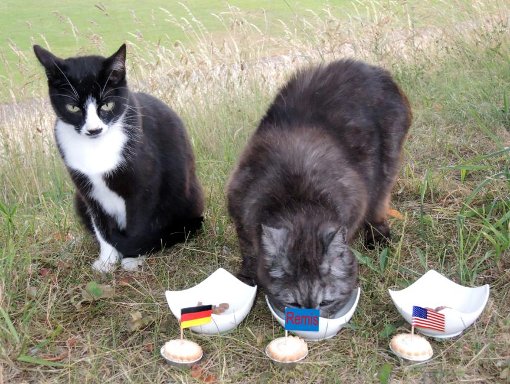 WM-Experte Nico glaubt an ein Remis. Ob Katze Brandy (links) damit einverstanden ist, konnte nicht geklärt werden.  Foto: Gräff