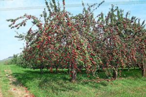 In diesem Jahr ein Bild mit Seltenheitswert – ein Apfelbaum mit üppigem Fruchtbehang. Umso wichtiger ist eine optimale Nutzung des anfallenden Obstes. Hier ist die Streuobstwiesenbörse eine wertvolle Hilfe.  Foto: Landratsamt Foto: Schwarzwälder Bote