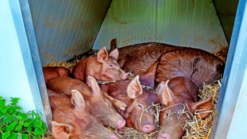 Die Schweine auf dem Hofgut Silva – hier in einem Unterstand  – wachsen im Freiland auf. Foto: Hubert