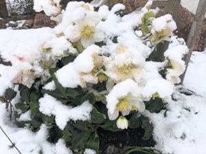 Christrosen im Schnee – ein erstes zartes Anzeichen dafür dass es auch wieder Frühling wird.Foto: Reiband Foto: Schwarzwälder Bote