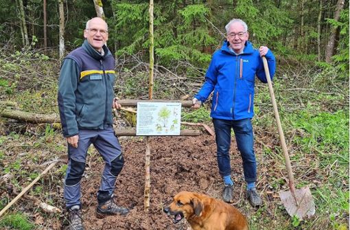 Eine Moorbirke, Baum des Jahres 2023, ist das letzte Exemplar, das Bürgermeister Clemens Götz (rechts) zusammen mit Revierleiter Jürgen Martinek im Unteren Wald in die Althengstetter „Allee Baum des Jahres“ gepflanzt hat. Foto: Jeanette Tröger