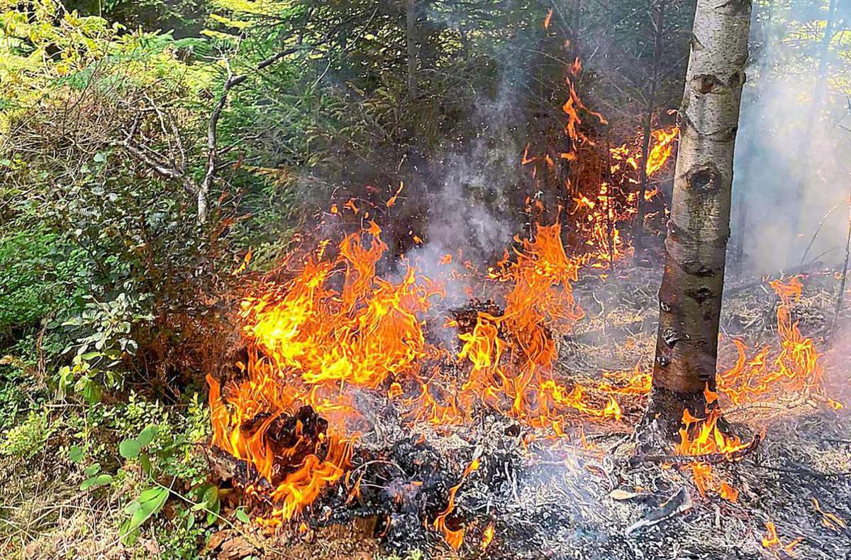 Feuer im Wald – das gab es am Mittwoch bei Kälberbronn gleich viermal.