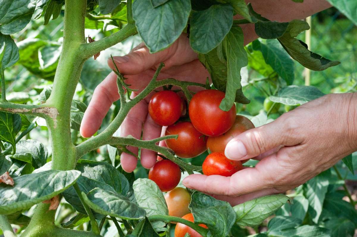 Wer im Sommer Tomaten im eigenen Garten ernten möchte, muss rechtzeitig säen. Doch welches Saatgut ist das richtige? (Symbolbild) Foto: Andrea Warnecke/dpa