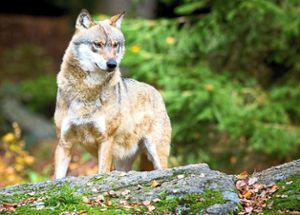 Ein Wolf ging einer Fotofalle ins Netz. (Symbolbild) Foto: Pleul