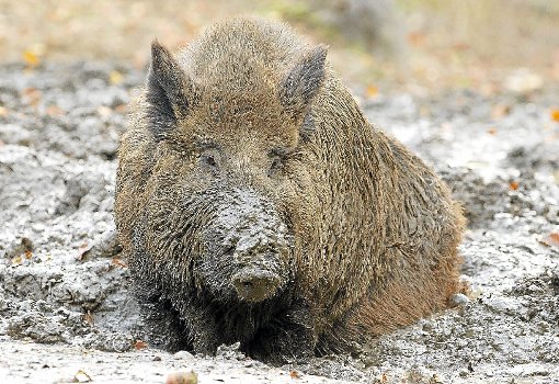 Den Wildschweinen soll es im Althengstetter Hegering weiterhin an den Kragen gehen. Foto: Archiv
