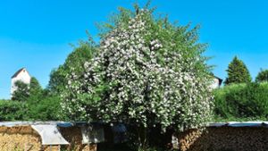 Tausend weiße Blüten schmücken einen alten Birnbaum