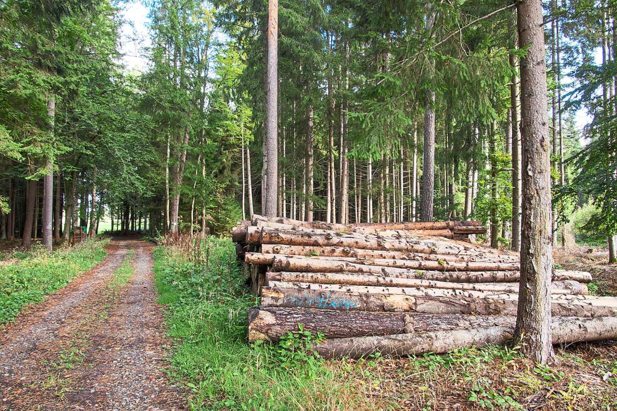 Über Holz wurde sehr viel diskutiert in der jüngsten Sitzung des Neuweiler Gemeinderates. Foto: Menzler