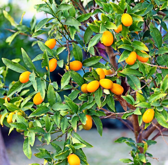 Tropisches Obst zu Hause: Diese Zitrusfrüchte eignen sich für den Balkon
